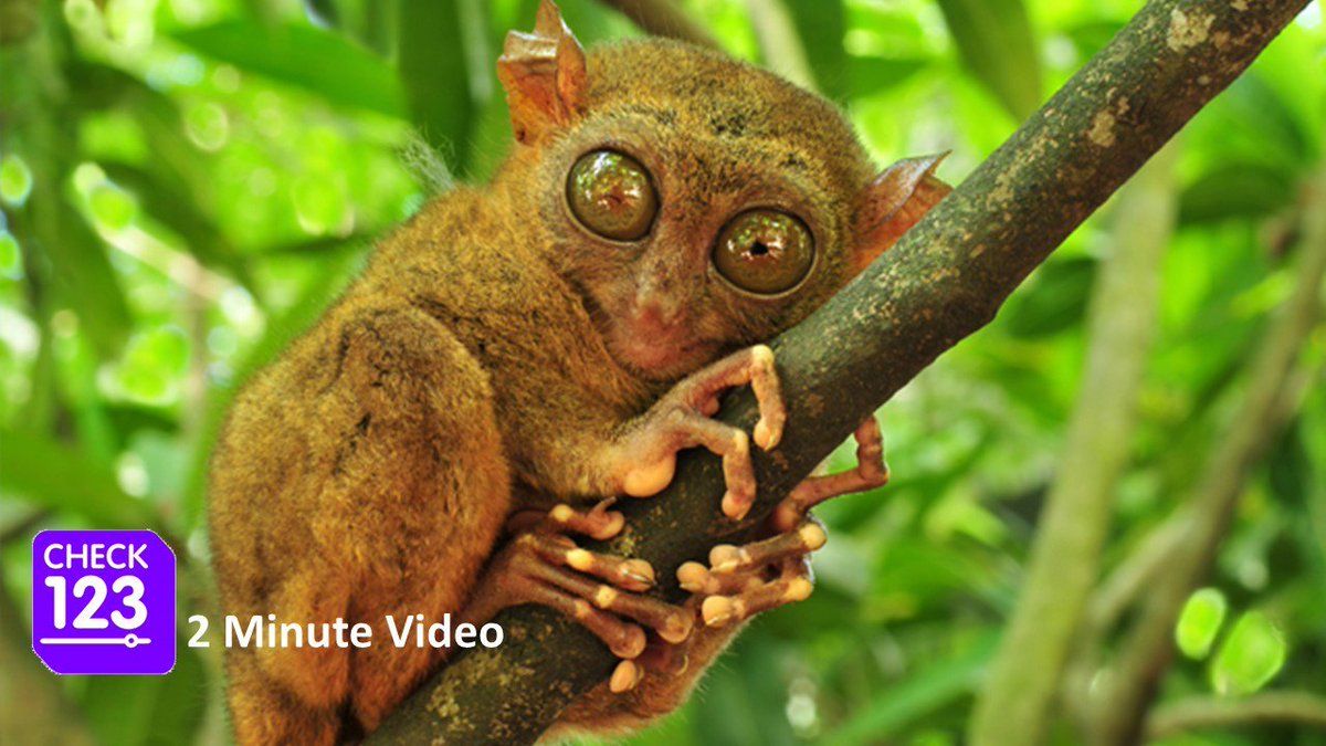 Check123 tweet media