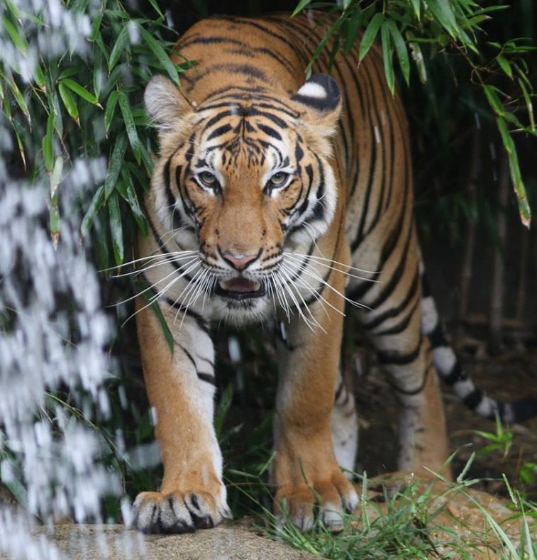 CincinnatiZoo's tweet photo. Beautiful Izzy! The Malayan tiger was considered the same subspecies as the Indochinese tiger until genetic analysis discovered that they were different. The Malayan tiger was classified as its own subspecies in 2004. #Caturday https://t.co/ZhJDbTZcOg