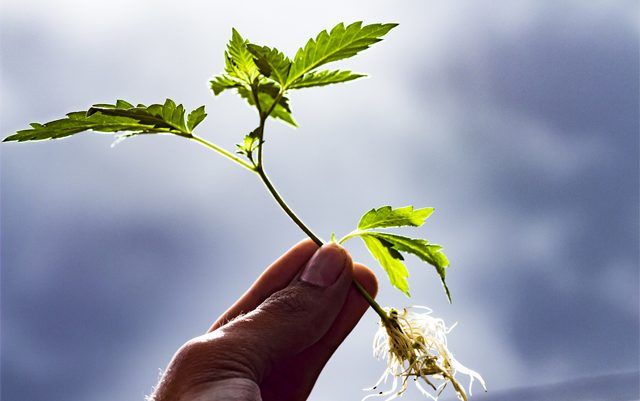 Airavida's tweet photo. Researchers at UCLA Will Conduct Clinical Studies on #Cannabis as a Painkiller https://t.co/9jteRVPj1U #Marijuana #420 https://t.co/R5mHdzrIAz