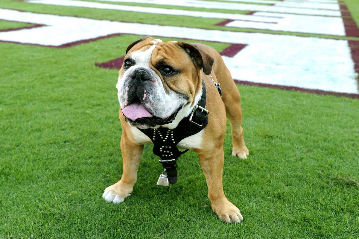 msstate's tweet photo. Wake up, Bulldogs! It's game day. #HailState https://t.co/QQB4Sjx7wK