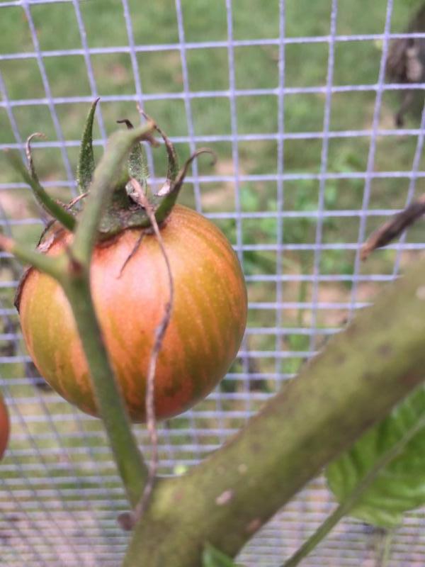DarylMoss's tweet image. Ripe tomatoes--finally! #immuneboostingfoods #getyourdietbackontrack #homemadeapplesauce #glutenfreeweightloss #fallcleanse #falldetox conta.cc/2paGyDM