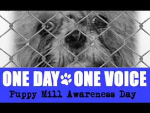 ScarFaceRedeem's tweet photo. #PuppyMillAwarenessDay - third Saturday in September https://t.co/kGD1kljCUw