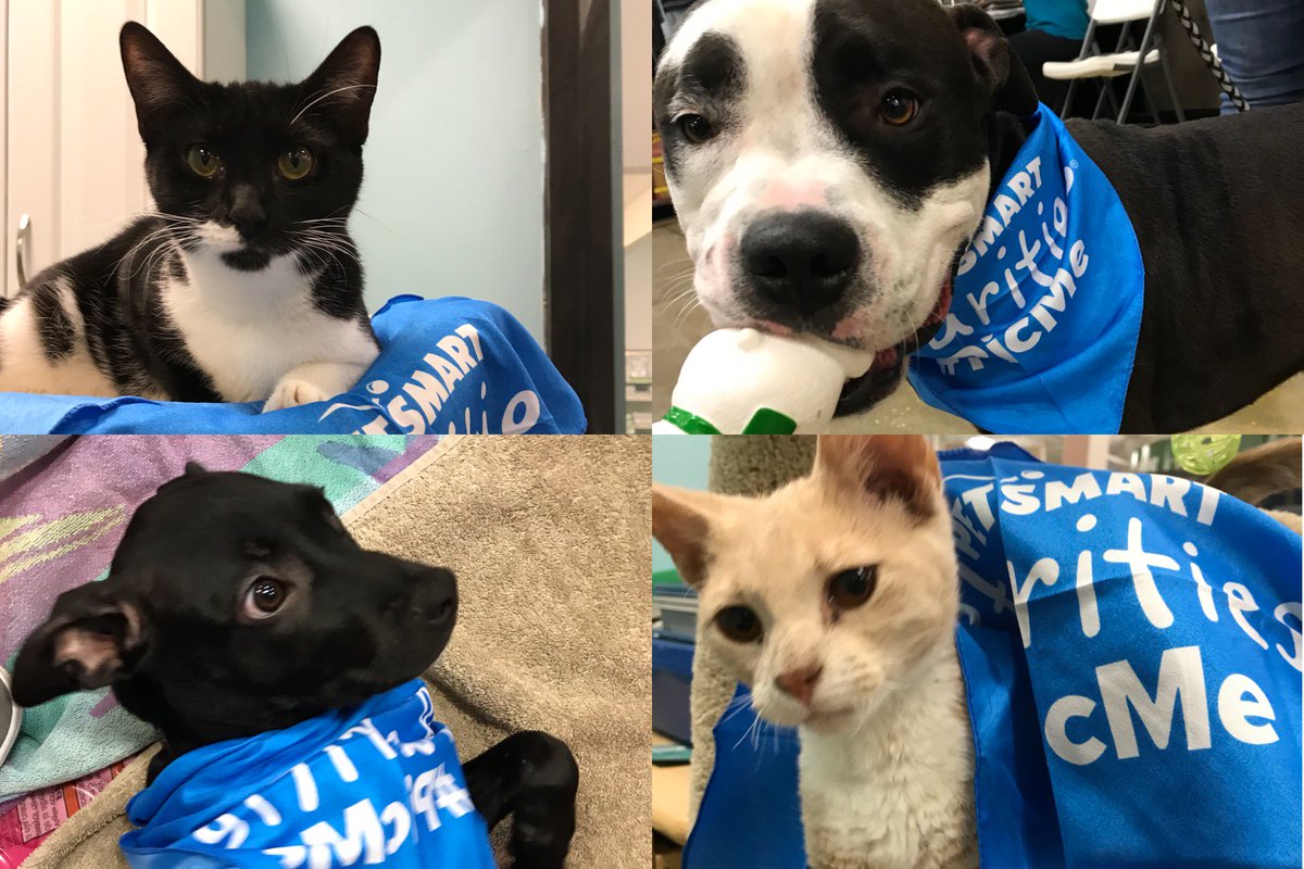 PetSmart Charities® tweet media