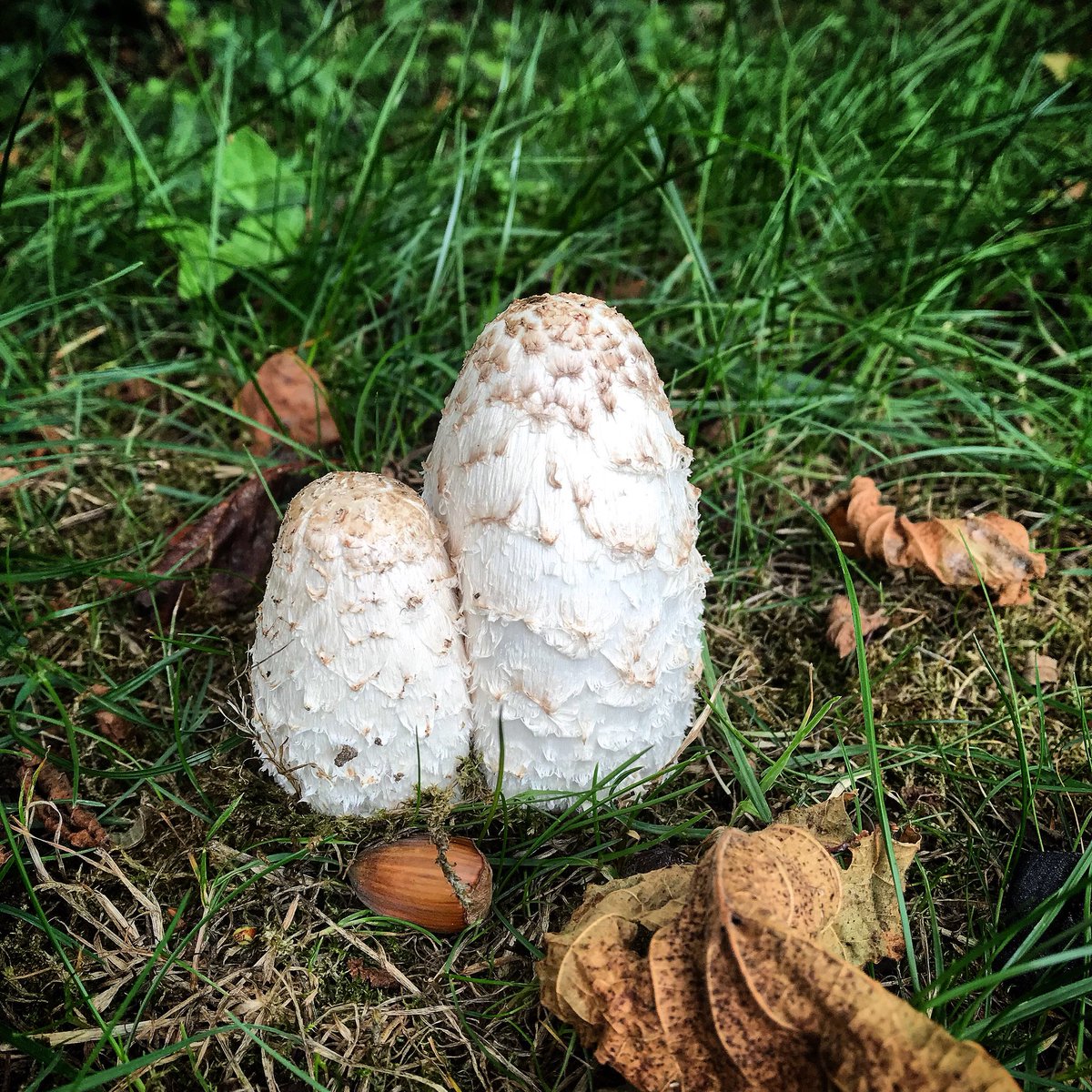A Shaggy ink cap pair poking through the turf.  This is a great mushroom to pick, clean up and fry.  You have to be quick or else the inky spores are released.  When they are at this stage you can see why they are also called judges wig. 
#Blighty #bushcraft #wild #food #cooking