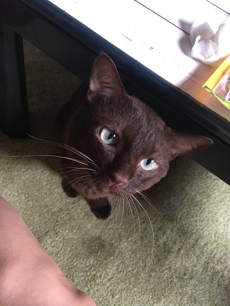 O Xrhsths みまる 12 10娘3歳 Sto Twitter 宣伝という宣伝もないので我が家で飼ってる猫でも見ていってください グレーの猫は里親募集から 茶色の猫は土砂降りの雨の中でノミダニ目やにまみれ爪割れ一部ハゲでうずくまってたので 連れて帰ってシャワー浴びさせて