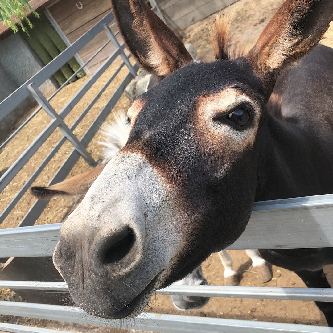 CAVALLUNA's tweet photo. Ich schau dir in die Augen, Kleines! Here‘s looking at you, Kid! #esel #donkey #filmzitate #moviequotes #ichsehdirindieaugenkleines #hereslookingatyoukid #CAVALLUNA #WeltDerFantasie #WorldOfFantasy #EQUILA #EQUILALAND #PassionForHorses https://t.co/pOT41v5Fba https://t.co/4cXDgqij5Z
