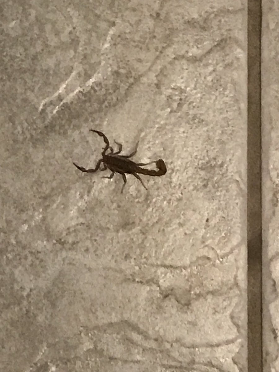 sportsmom41's tweet image. Some people have to kill snakes and other critters in their yards I had to fend this off to get to the bathroom #bugkiller