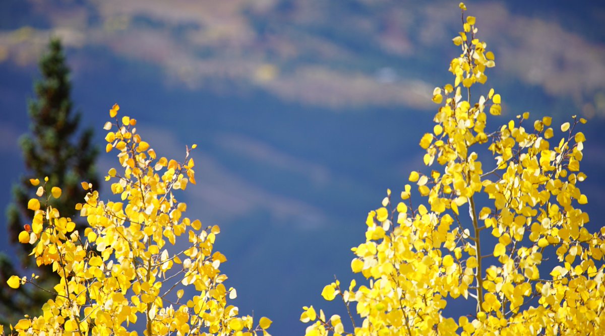 GoBreck's tweet photo. Sometimes it’s hard to believe Breckenridge is real… #BreckLife https://t.co/n1WqCDLI8O