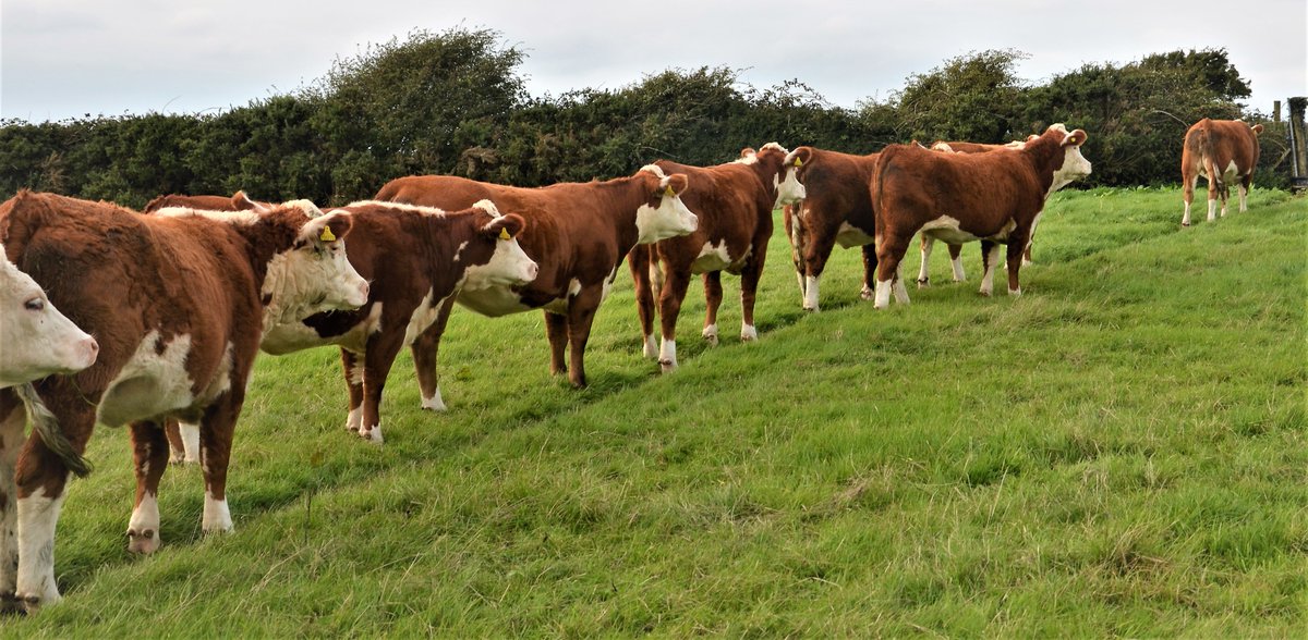 Salbri Desperado bulling heifers now available - high health status.
#salbriherefords#herefords#breeding#heifers#highhealth