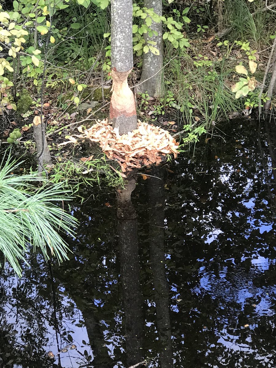 LoriPreuitt's tweet photo. Busy beavers! One night’s effort. #brucefreemantrail #acton https://t.co/kHpUGLpMZL