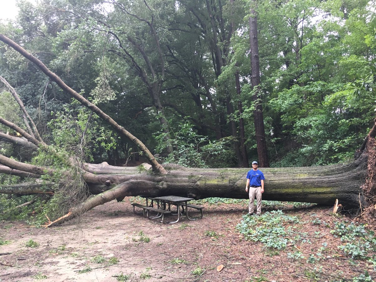 We can neither confirm nor deny that this Raleigh Rose Garden picnic table is made of vibranium.