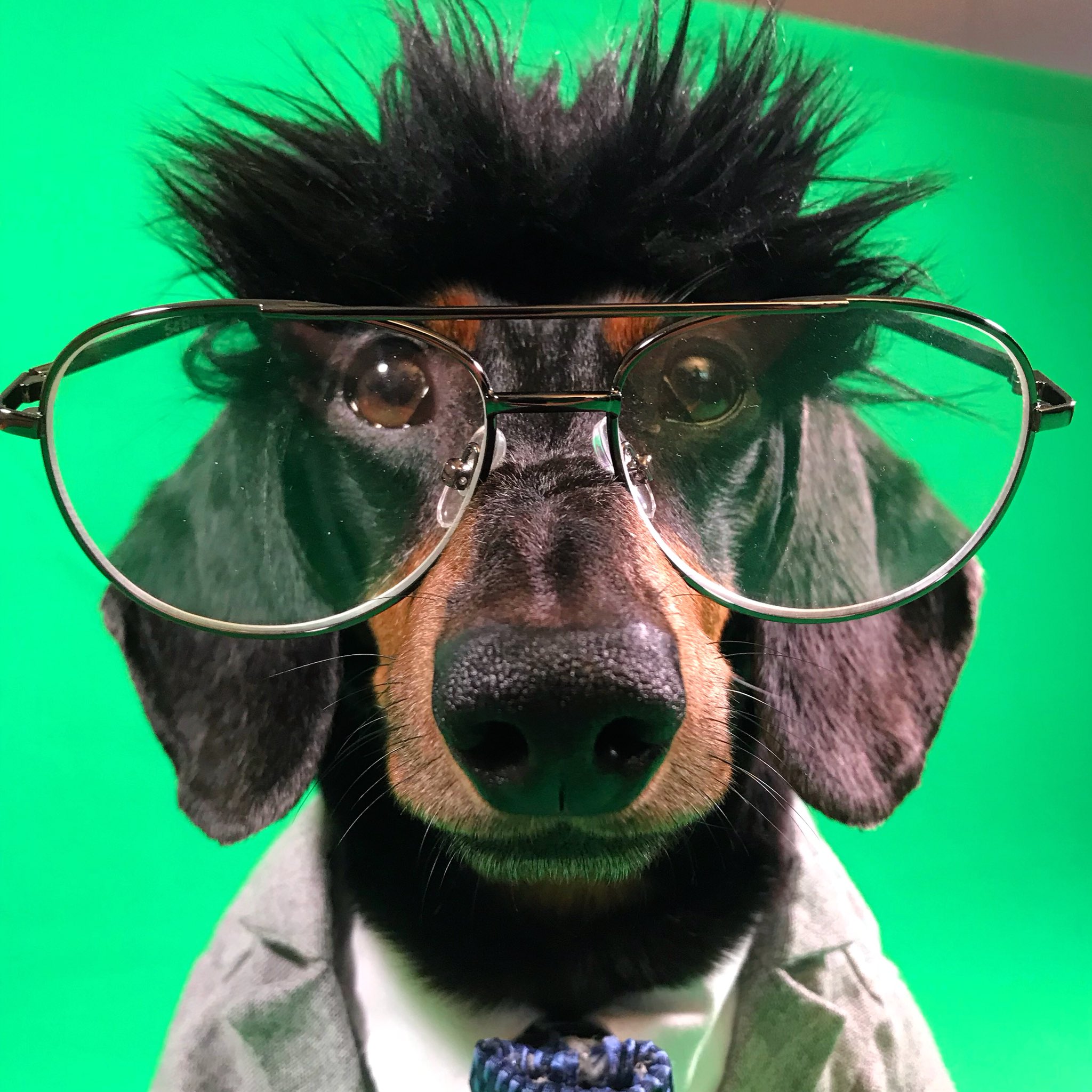 Crusoe Dachshund on Twitter "I got an awesome new episode coming