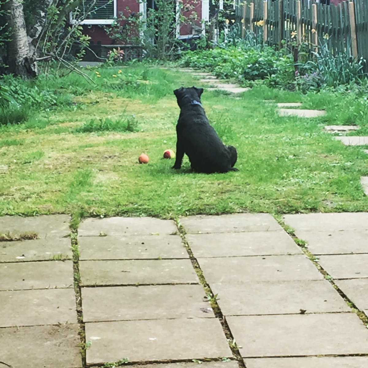 Baxter_Boo_'s tweet image. 