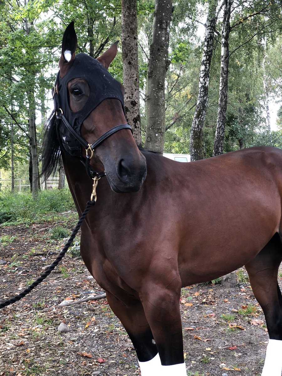 Thai Athena gikk godkjent prøveløp på 20,7 på Jarlsberg i går🌟! #2yo #stallhamre #norskfødt