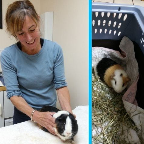 brklib's tweet image. Henry looks on apprehensively, as Ralph is being examined by the vet. Both recently had their yearly checkup, and received a clean bill of health.
#GuineaPigs #LibraryPets #LibraryMascots