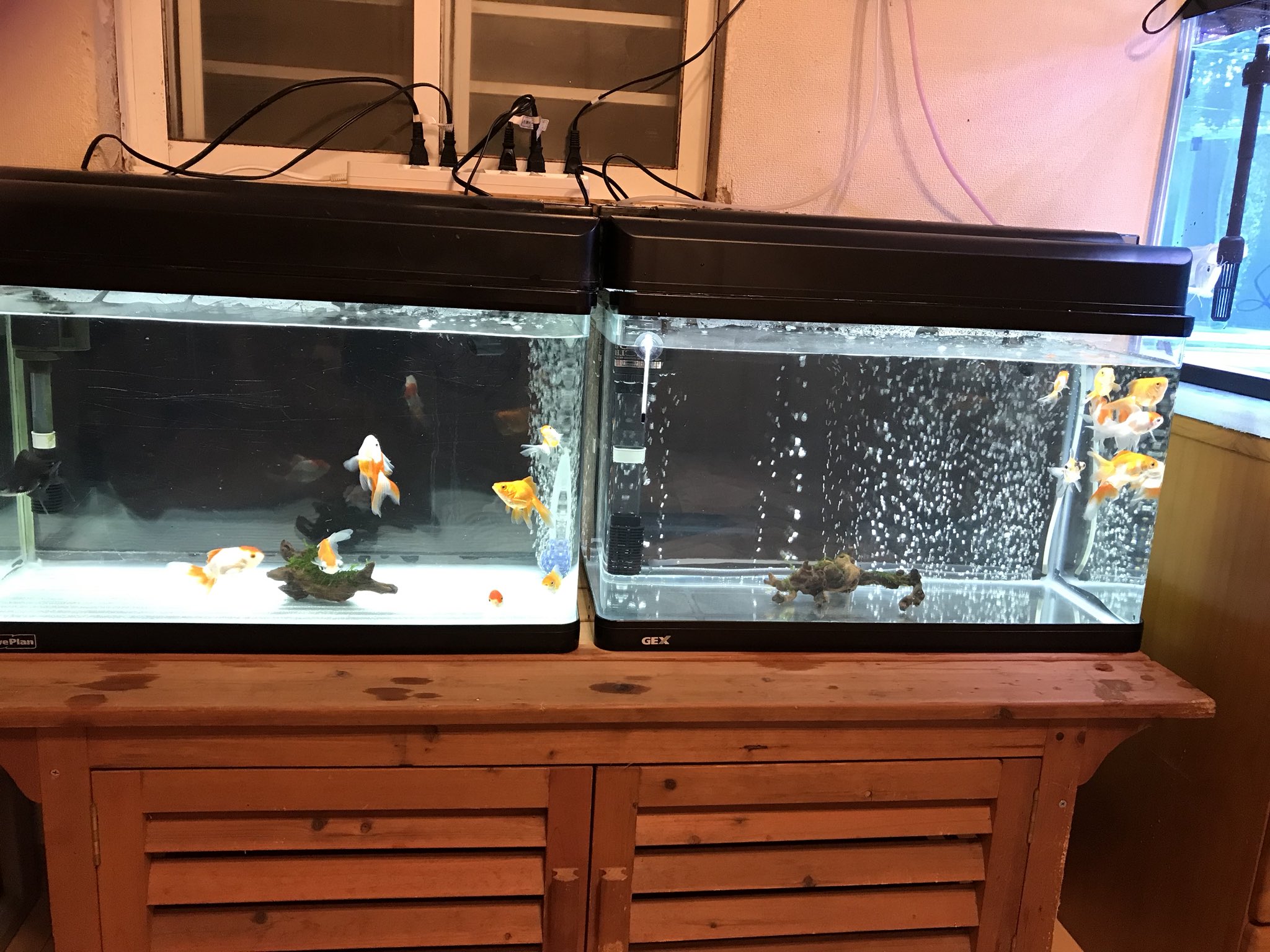 金魚 メダカ 錦鯉 金魚の水換えしました まだまだ初心者ですがこれからも頑張って行きたいと思います オランダ獅子頭 サラサオランダ獅子頭 黒出目金 赤白出目金 キャリコ出目金 丹頂 ピンポンパール 琉金 サラサ琉金 桜東 T Co