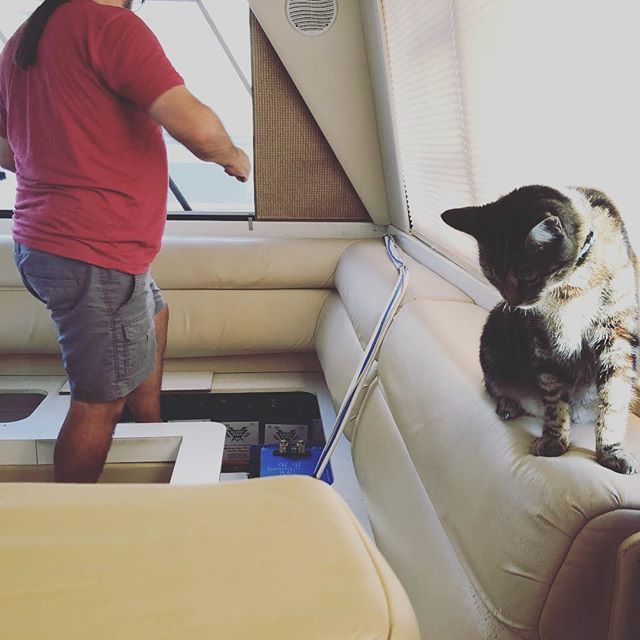 Technomadia's tweet image. Figured out how to move our built in couch to run the new inverter wire to the electrical panel up in the pilot house. Kiki is supervising things and keeping the chaos under control. #boatprojects #electricalupgrades #lithiumbattery #lifepo4 #victronener… ift.tt/2NKXu1D