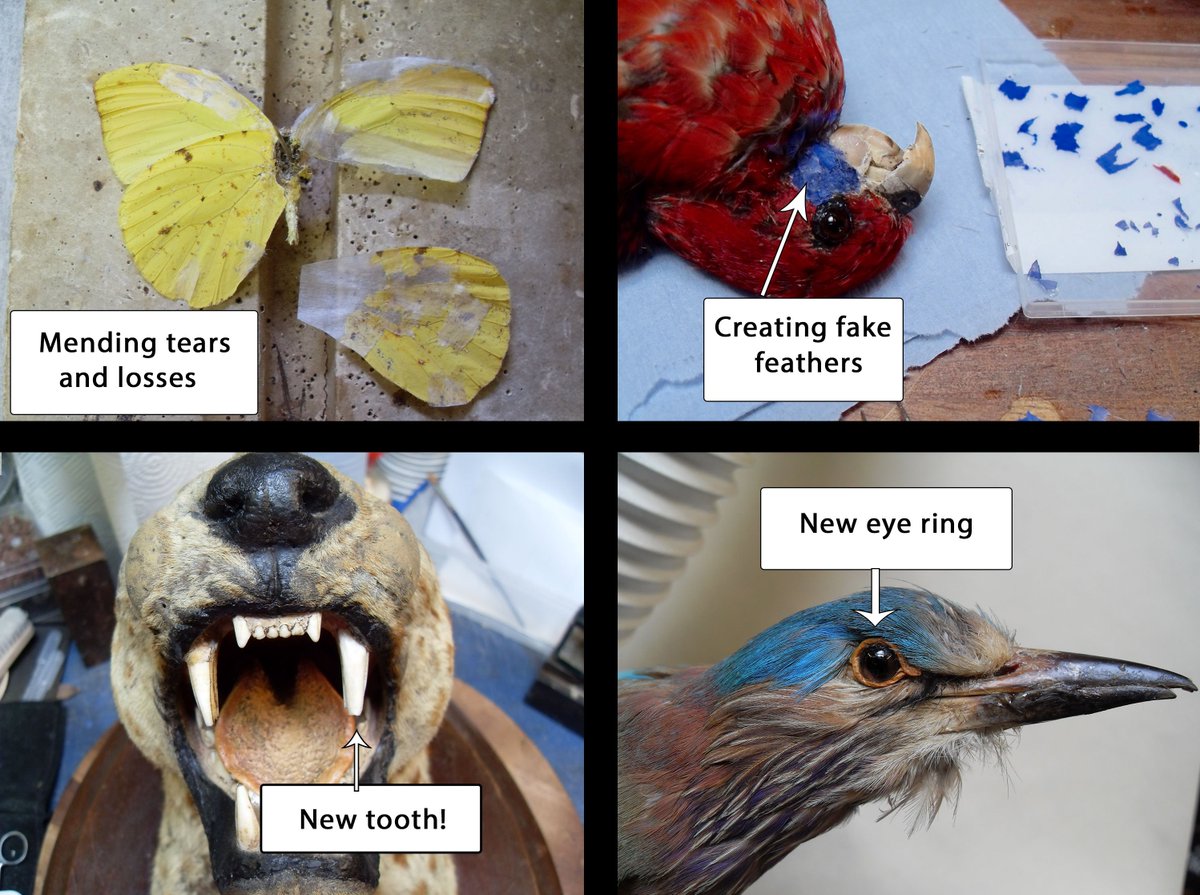 More things I discovered on my natural history conservation work placement, starting with the versatility of Japanese gampi tissue. From repairing butterfly wings, to creating fake feathers and even a new tooth for taxidermy specimens, it was a joy to work with! @CUConservation