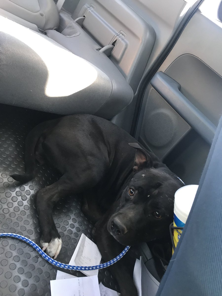 sarahbranford's tweet photo. someone please take this girl 😭 went to the shelter to drop her off and ended up bawling my eyes out and taking her home 😭 no chip, young female, very scared https://t.co/zVRcvbtLPP