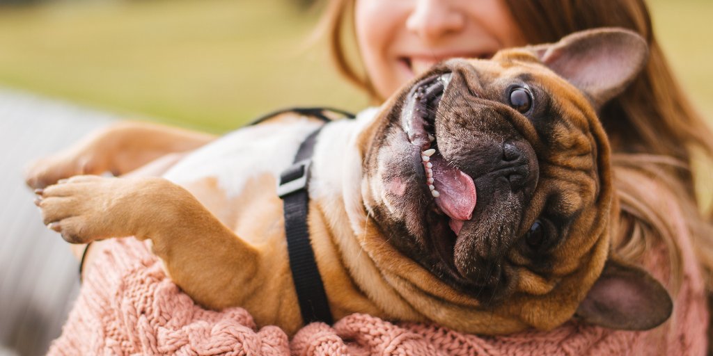 PureFillmore's tweet image. This is how happy we are about it being Saturday 😄 #petfriendly