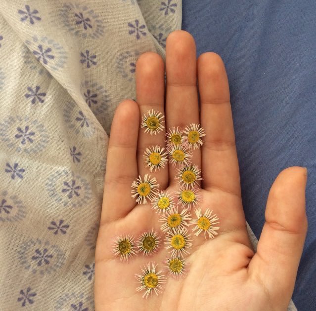 𝐿𝑎 𝑉𝑖𝑒 𝑒𝑛 𝑟𝑜𝑠𝑒 tweet media