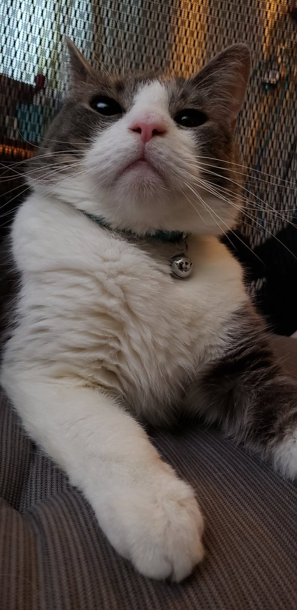 mhtsang718's tweet image. Bow down my servant! #bringmemyfoods #feedmenow #meowlife #catslife #CatsOfTwitter #Caturday #catsrule #funnypics #CuteCat #serioulook #chubbykitty #adoptdontshop #adoptdontbuy