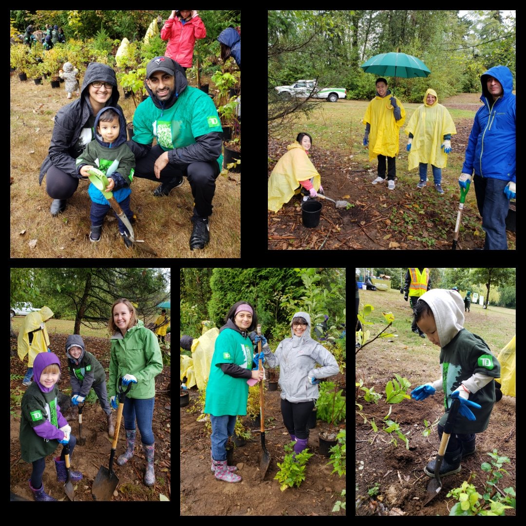 A little rain didn't stop us from #TDTreeDays planting today 💚!!! #TDReadyCommitment @RajGill91 @tienn_TD @GurjivChahil_TD @MauroManzi_TD.