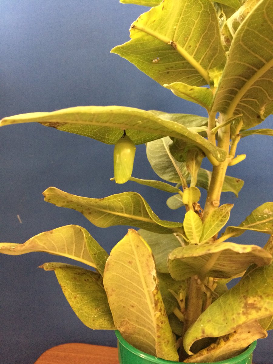 What a difference a day can make. Our munching Monarch caterpillar has made its chrysalis.