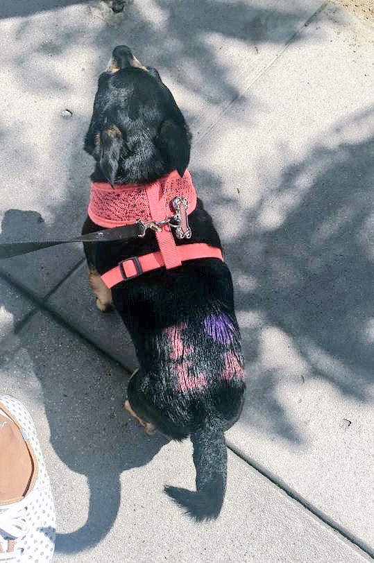 Smiths__Girl's tweet photo. lmao, my sister took the dog to an event and they spray painted her lower back. She’s currently got a #stamptramp that’s says “I 💜 LA” #onlyinLA https://t.co/op10UkW72b