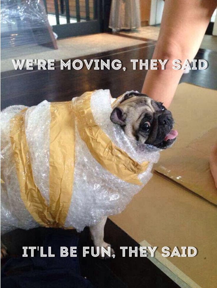 StartMovingMe's tweet image. We handle your fragile items with care! 
Full Service, Stress Free Moving, and Furniture Consignment
Start Moving 863-397-0047

#moving #movingtoflorida #lakeland #florida #dreamhome #floridadreamhome #orlando #tampa #tampabay #saltlife #moverslife #dog #dogsofflorida #goodboy