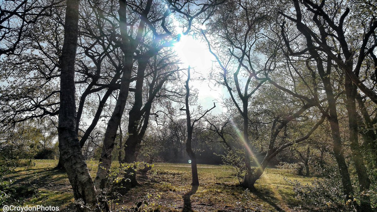 Croham Hurst Woods

#throwback #april15 #spring #trees #wood #woodland #historic #forest #canopy #sun #localbeauty #hiddengem #neolithic #remains #nature #outdoors #diverse #beauty #gallery #creative #android #samsung #s8plus #localgem #London #Borough #Croydon #croydonphotos