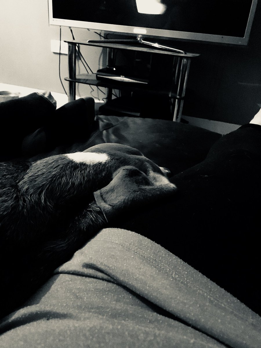 katherinedw89's tweet photo. Been at home alday now having a chilled evening and the hound won’t leave my side! He whines when I leave the room or I’m not in his line of vision #needybeagle #rescuedog #mustbelove #furbaby https://t.co/LvRvsadn4m