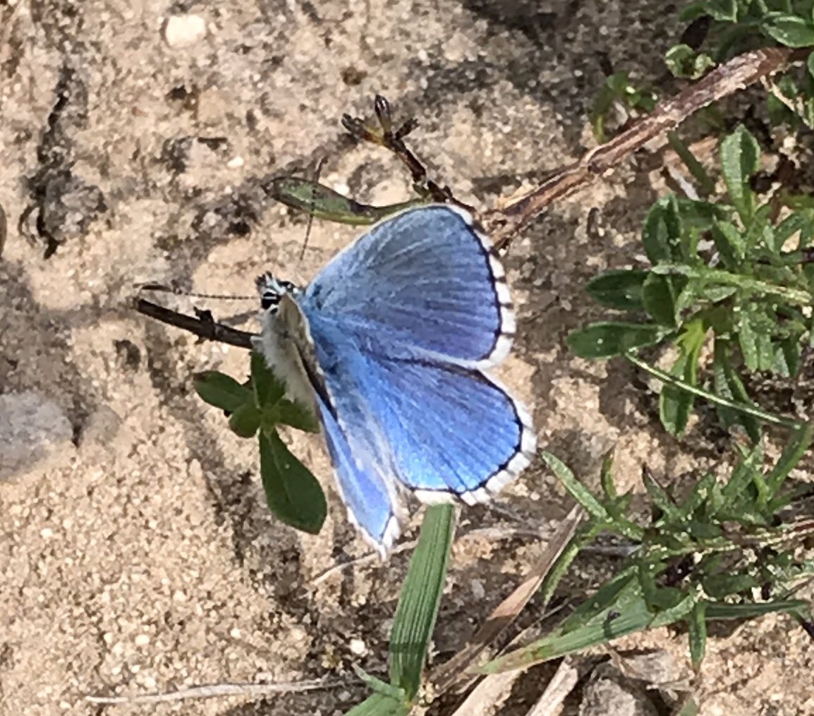 PVaughanEcology's tweet photo. #ProjectProteus Bosnia Herzegovina. There is also a rich biodiversity above ground in the area around Trebinje, including loads of Lepidoptera - although most were too active to photo with an iPhone. Some flowers and a lizard were more obliging. @conservationucl @MSc_aquaticUCL https://t.co/FB6jZ5MW3b