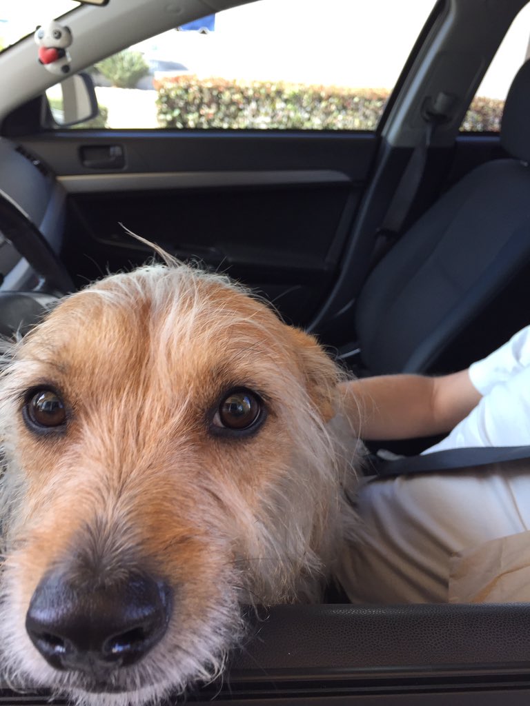 PepesBrea's tweet photo. 🐶THE DOGS🐾 https://t.co/p8KbZlaAwC