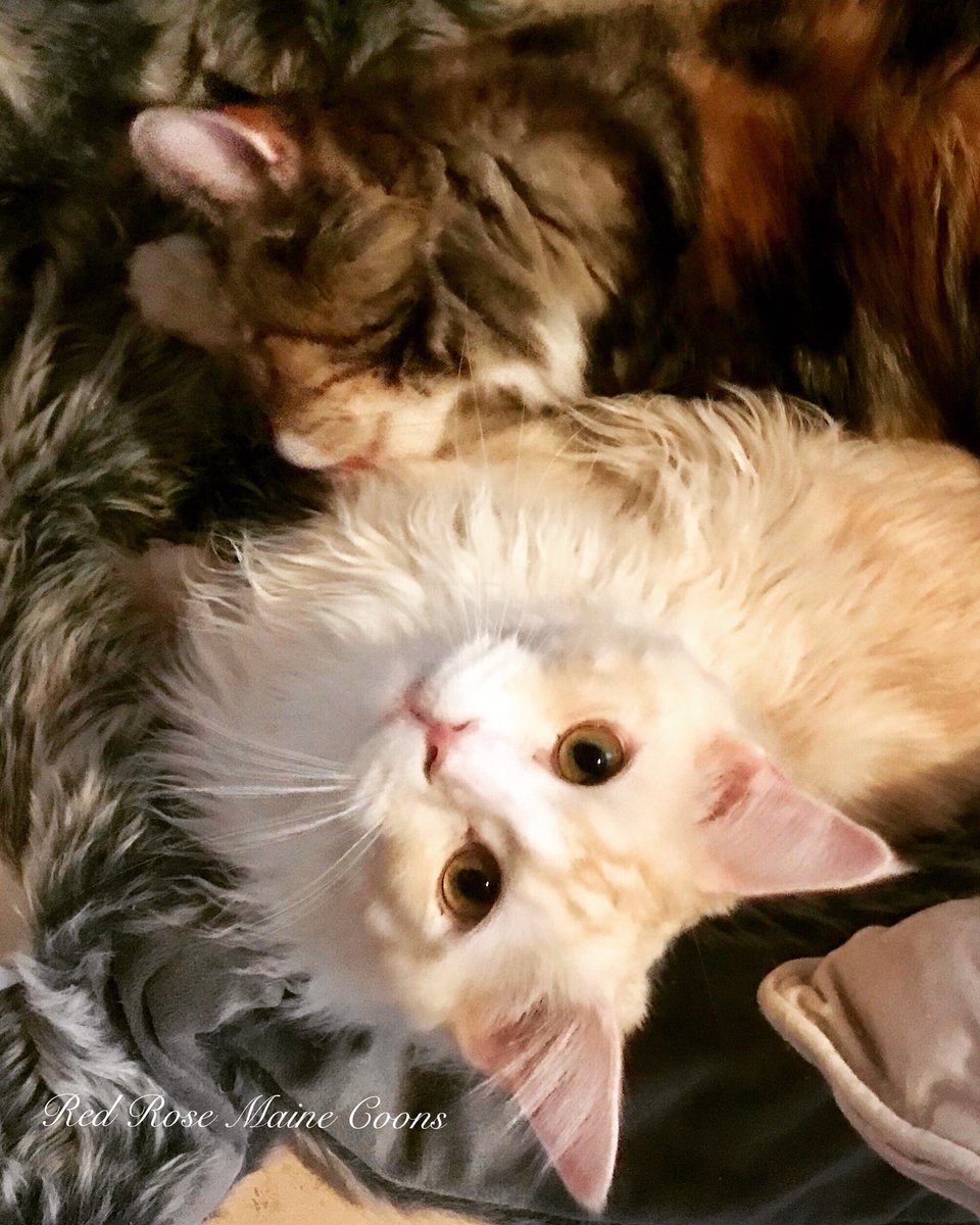 🌹 Red Rose Maine Coons 🌹 (RedRoseCats) Twitter
