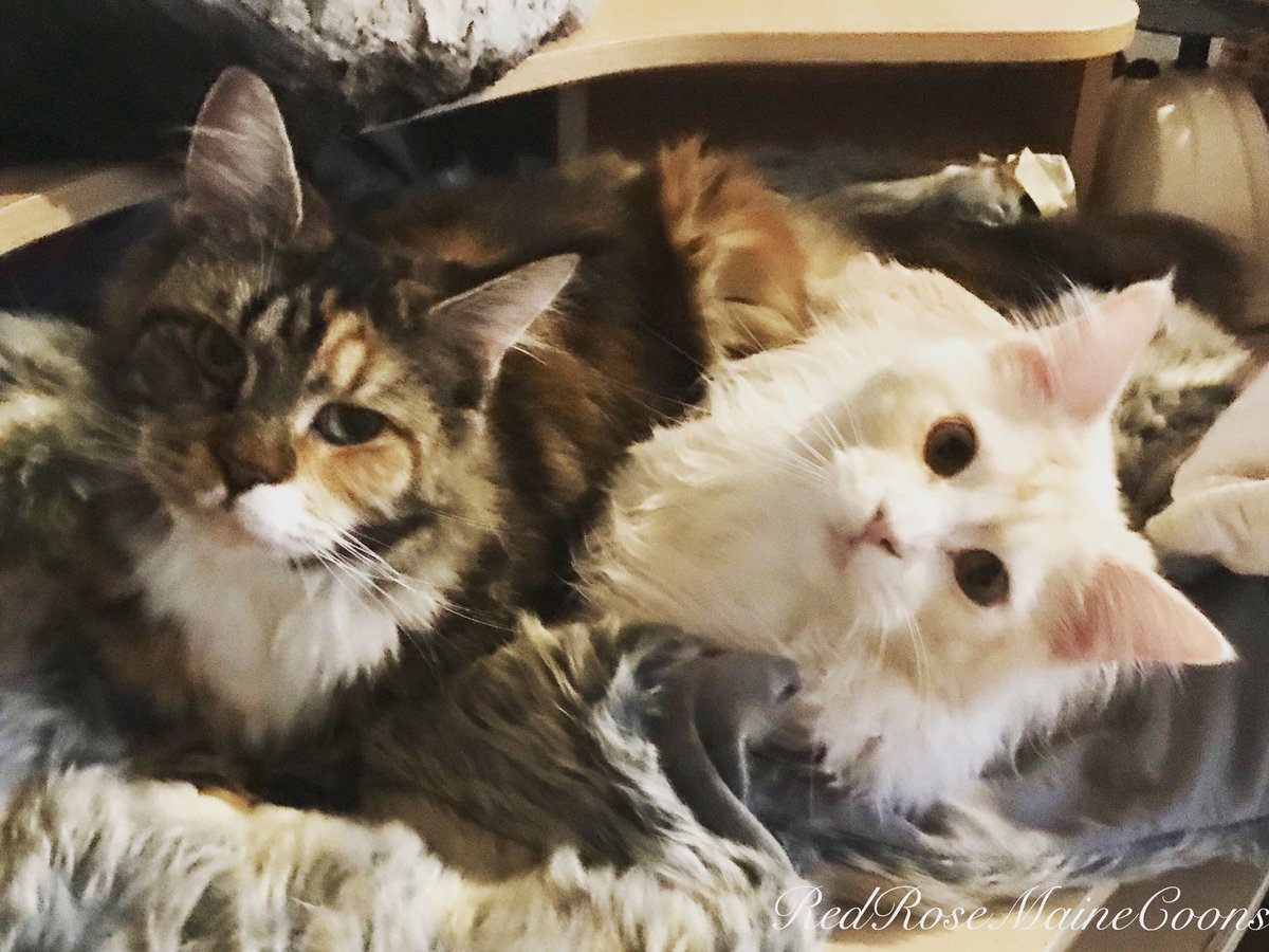 RedRoseCats's tweet photo. Mainecoon cuddles #tortietabby #redsilver #mainecoon #CatsOfTwitter #Caturday https://t.co/K3bkp8hIlm