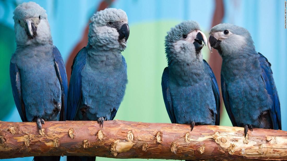Enjoyneerdotcom's tweet photo. What an absolute shame!
Credit: @cnn
#spixmacaw #rio #birdlife
Blue bird from 'Rio' movie now extinct in the wild https://t.co/t2rcSLjqLK https://t.co/W0a5JW7NoG