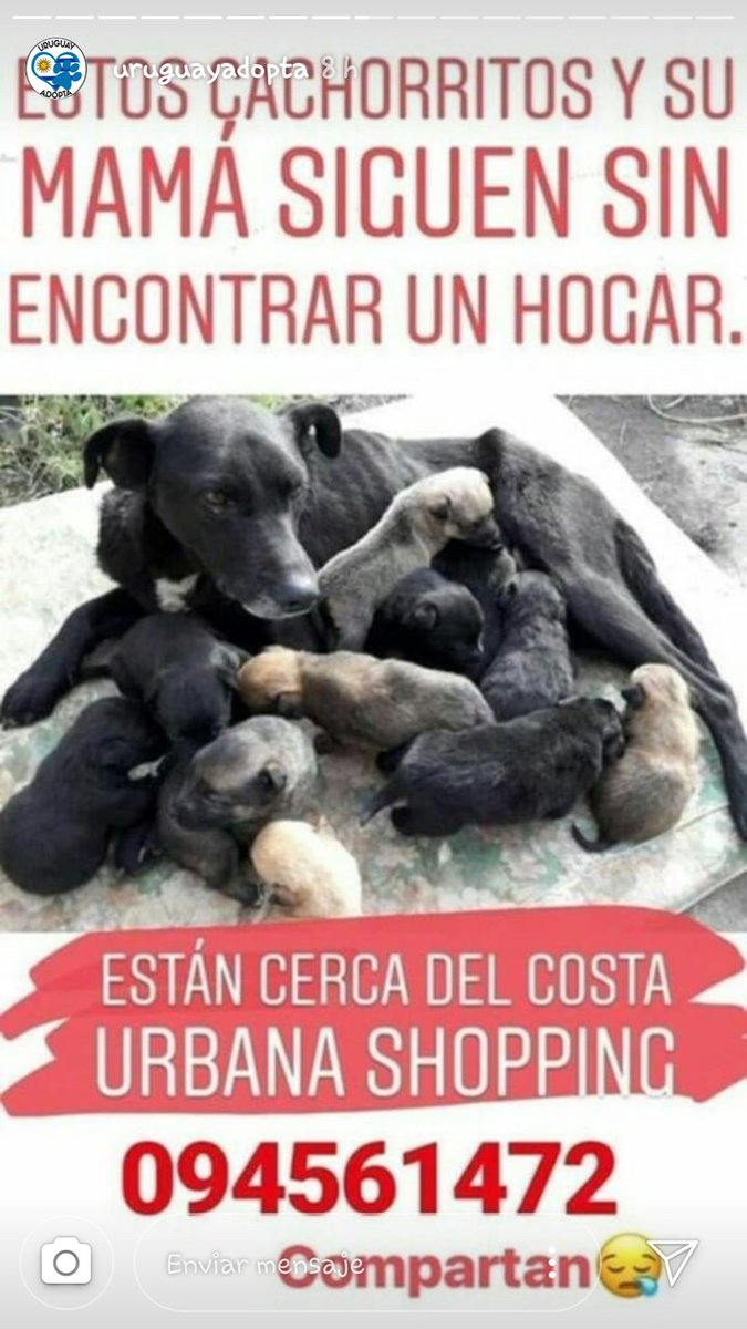 lcarlis10's tweet photo. No los ignores. No seas InDiFeReNte. Hogares Responsables.ADOPTA. NO COMPRES. ESTERILIZA RT @ANMcomUY @tu_huella_uy @mybarrio @Giselle085 @marieladepaulo @MonicaBelandoOK @NViricio @martaceleste56 @RosarioCceres @pl1809 @SandraRodrgue17 @marygambler @Solensio @carolalisaURU https://t.co/CgiP5VHb9C