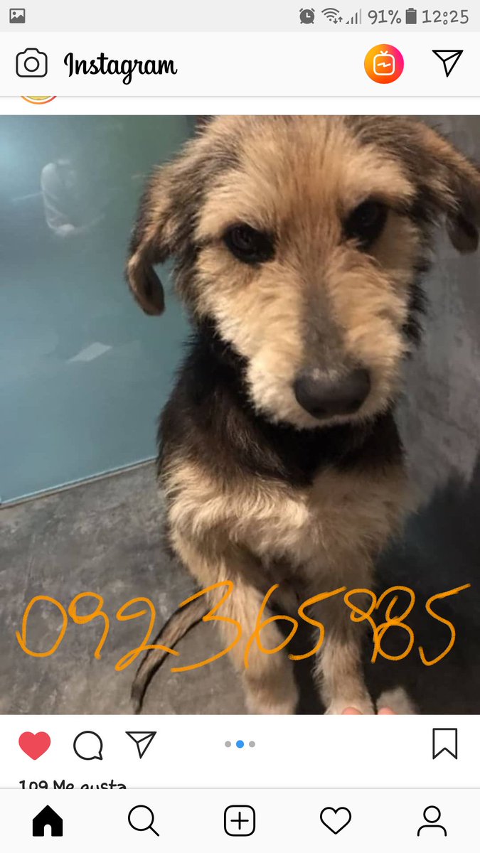 lcarlis10's tweet photo. No los ignores. No seas InDiFeReNte. Hogares Responsables.ADOPTA. NO COMPRES. ESTERILIZA RT @ANMcomUY @tu_huella_uy @mybarrio @Giselle085 @marieladepaulo @MonicaBelandoOK @NViricio @martaceleste56 @RosarioCceres @pl1809 @SandraRodrgue17 @marygambler @Solensio @carolalisaURU https://t.co/CgiP5VHb9C