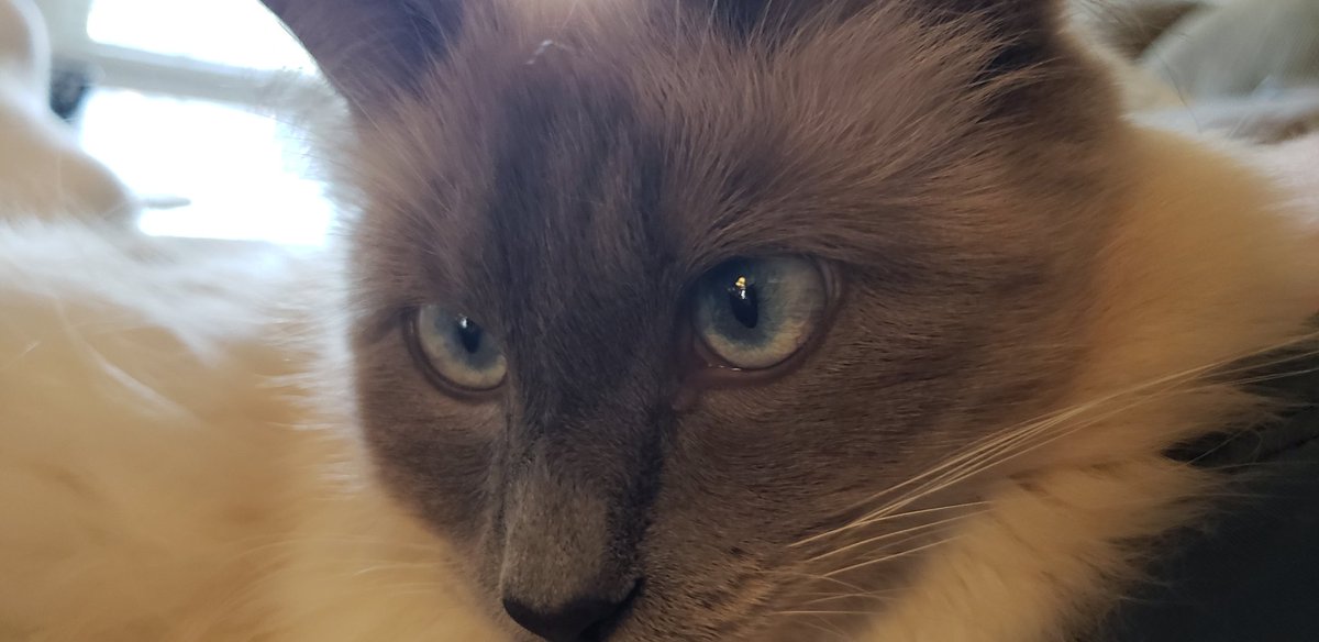 MattiePrissyTom's tweet photo. I have beautiful #blueeyes #cats #CatsOfTwitter #justsayin #notconceited https://t.co/hxwIyIplEh