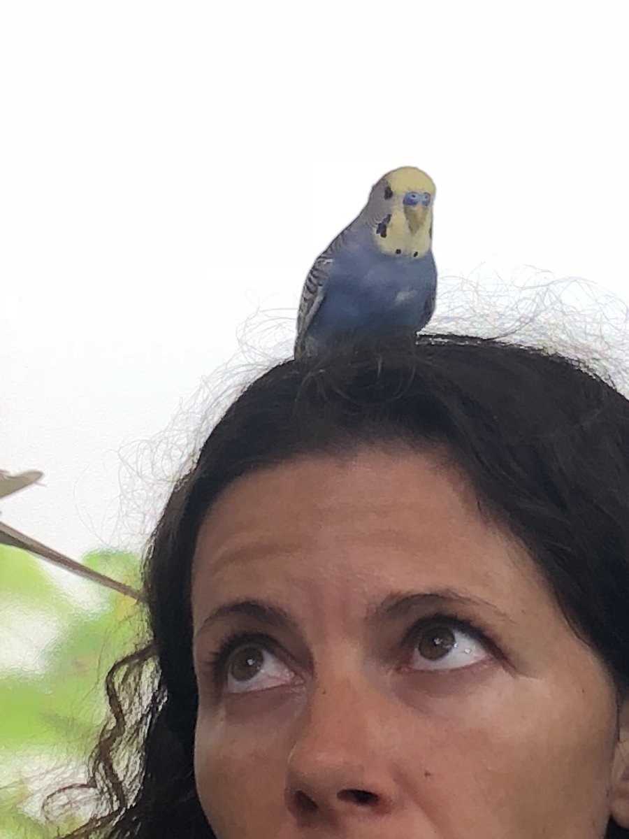 LParakeets tweet picture
