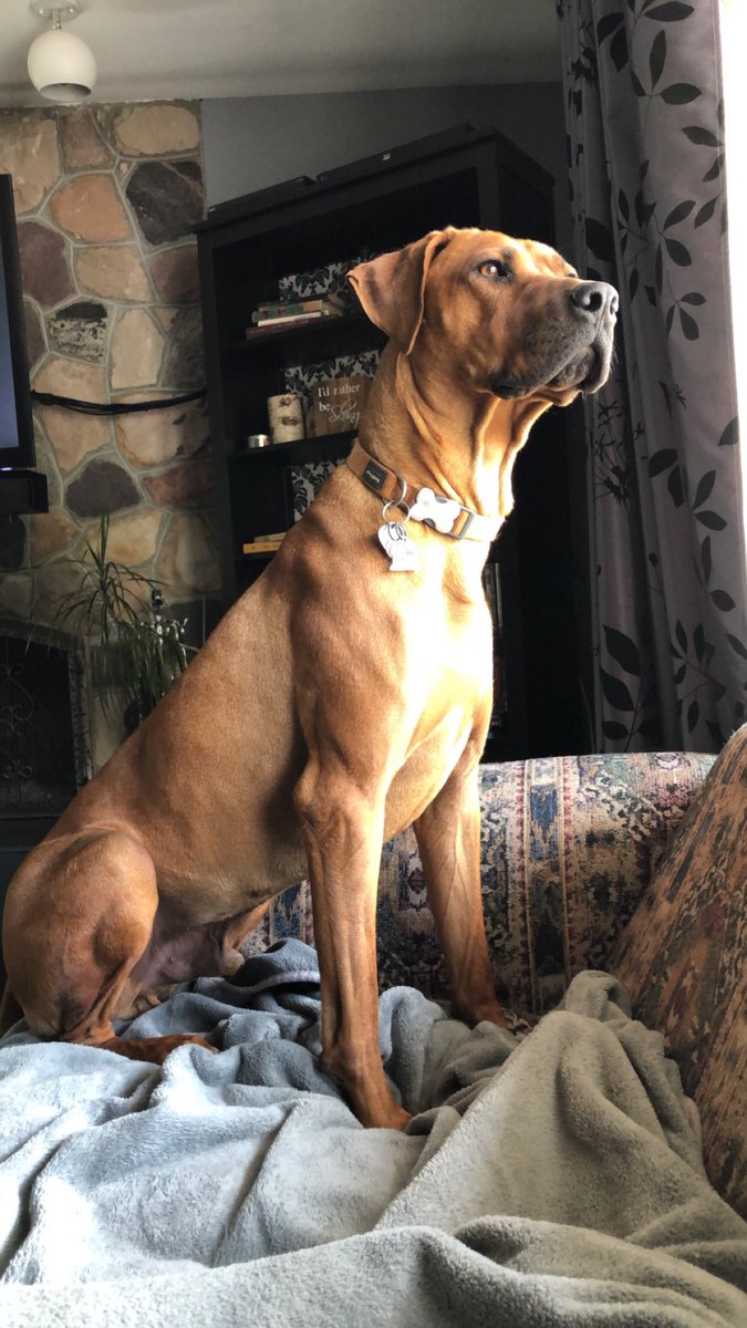 Lisepoi's tweet photo. The love of my life. My main man. Hugo. https://t.co/8pexQ4VOJU