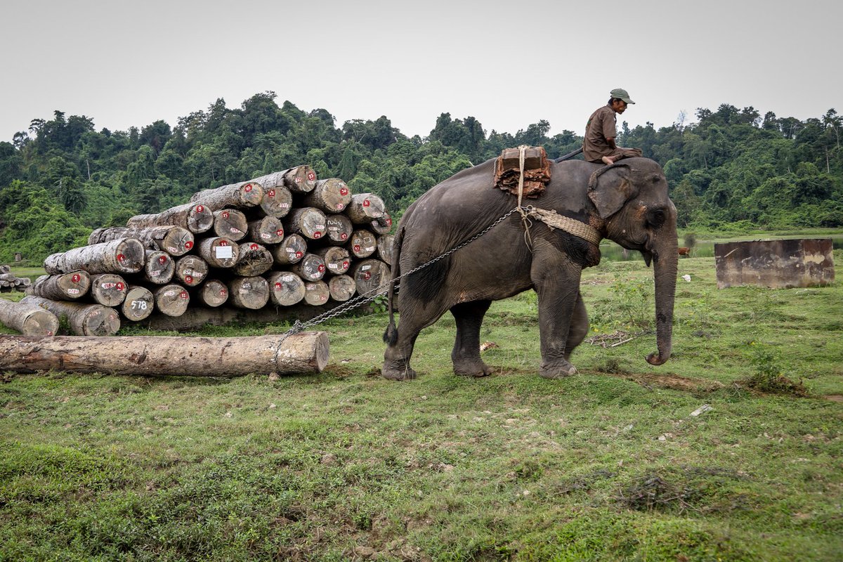 KevHempel's tweet image. Maybe @ilo should consider adding #ElephantUnemployment to its cross-country labor market indicators... #KILM