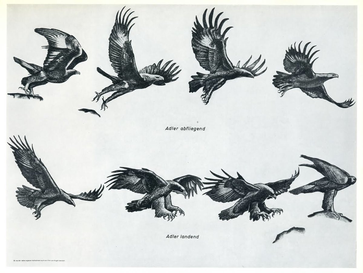 ヴィルヘルム・タンク『鷲 –形状、構造と動作』(1963)。美術用の動物解剖学では、頻繁に表現される動物が選ばれるが、鷲はドイツの紋章に使用されるためか。 