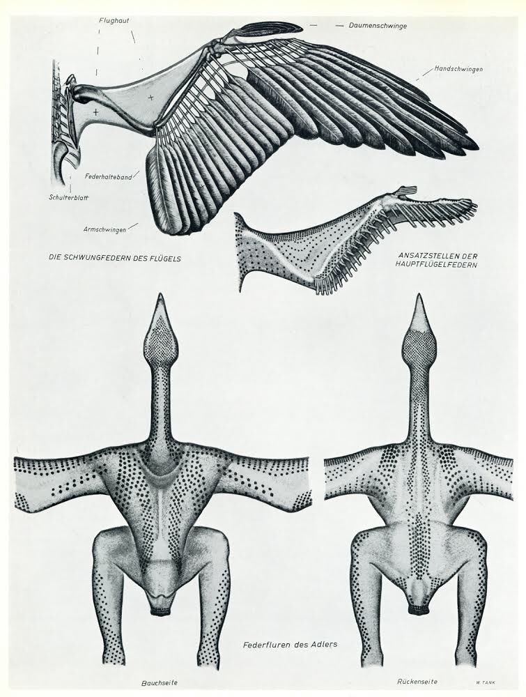 ヴィルヘルム・タンク『鷲 –形状、構造と動作』(1963)。美術用の動物解剖学では、頻繁に表現される動物が選ばれるが、鷲はドイツの紋章に使用されるためか。 