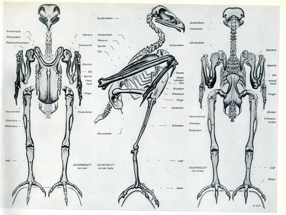 伊豆の美術解剖学者 Twitterren ヴィルヘルム タンク 鷲 形状 構造と動作 1963 美術用の動物解剖学では 頻繁に表現される動物が選ばれるが 鷲はドイツの紋章に使用されるためか