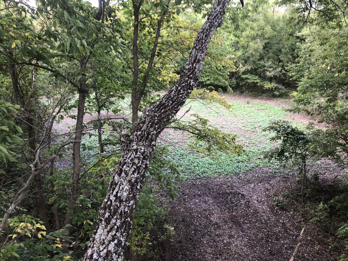 Hunter9David's tweet photo. Hopfully the last stand hung for awhile lol! Cut some shooting lanes and @AntlerKing honey hole plot has ole spades coming around on a regular! https://t.co/WF6dMFrDpc