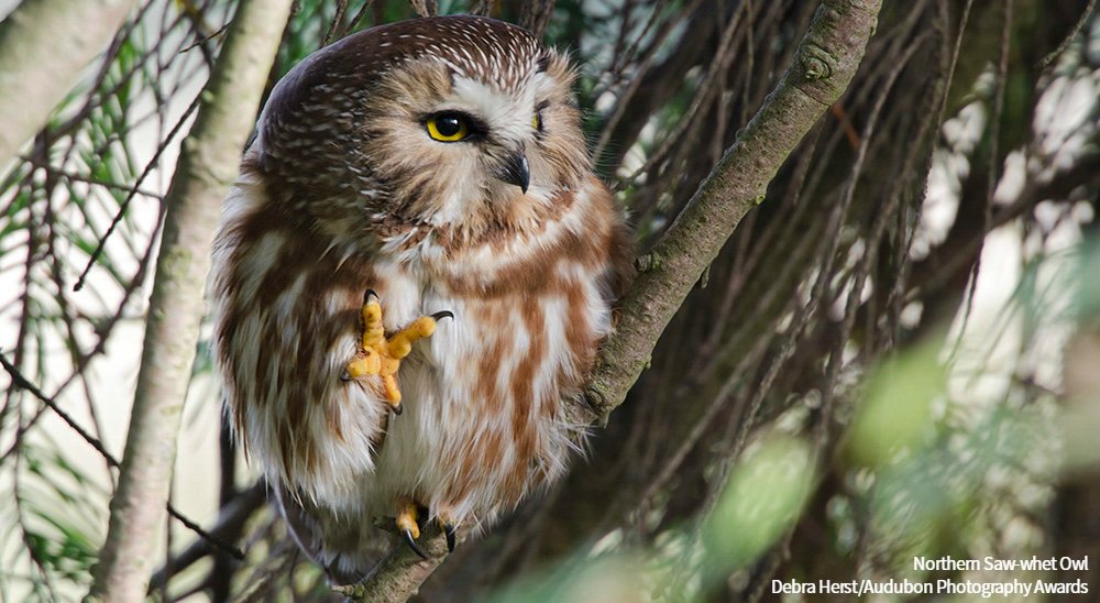 If you see one of these owls, you’re lucky. The Northern Saw-whet Owl is extremely nocturnal and often achieves its goal to go unseen. ow.ly/AYt230lKY6C