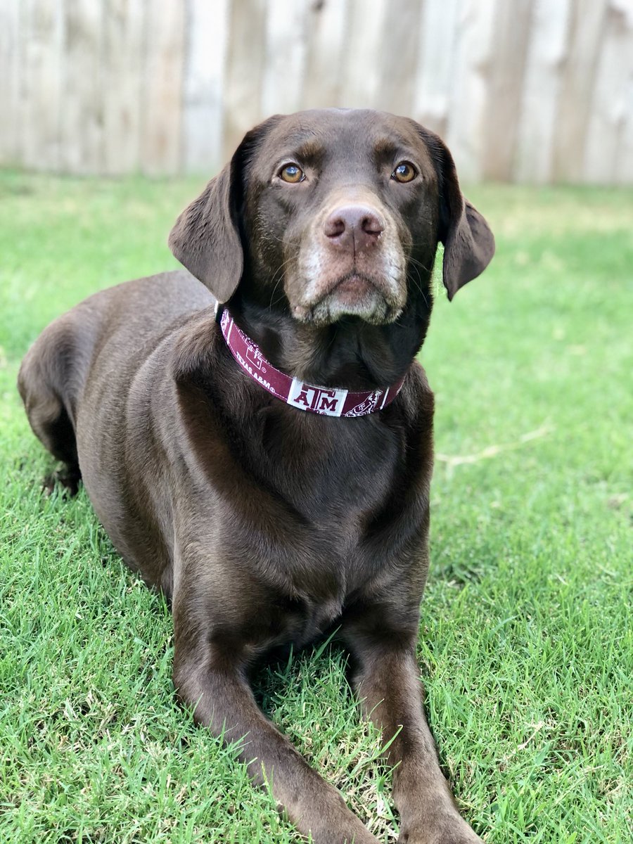 jmscantlen's tweet photo. Our girls are ready for the Aggie game! 👍🏼 #texasaggies #gigem #BTHOULMonroe https://t.co/IKJN5rF2hg