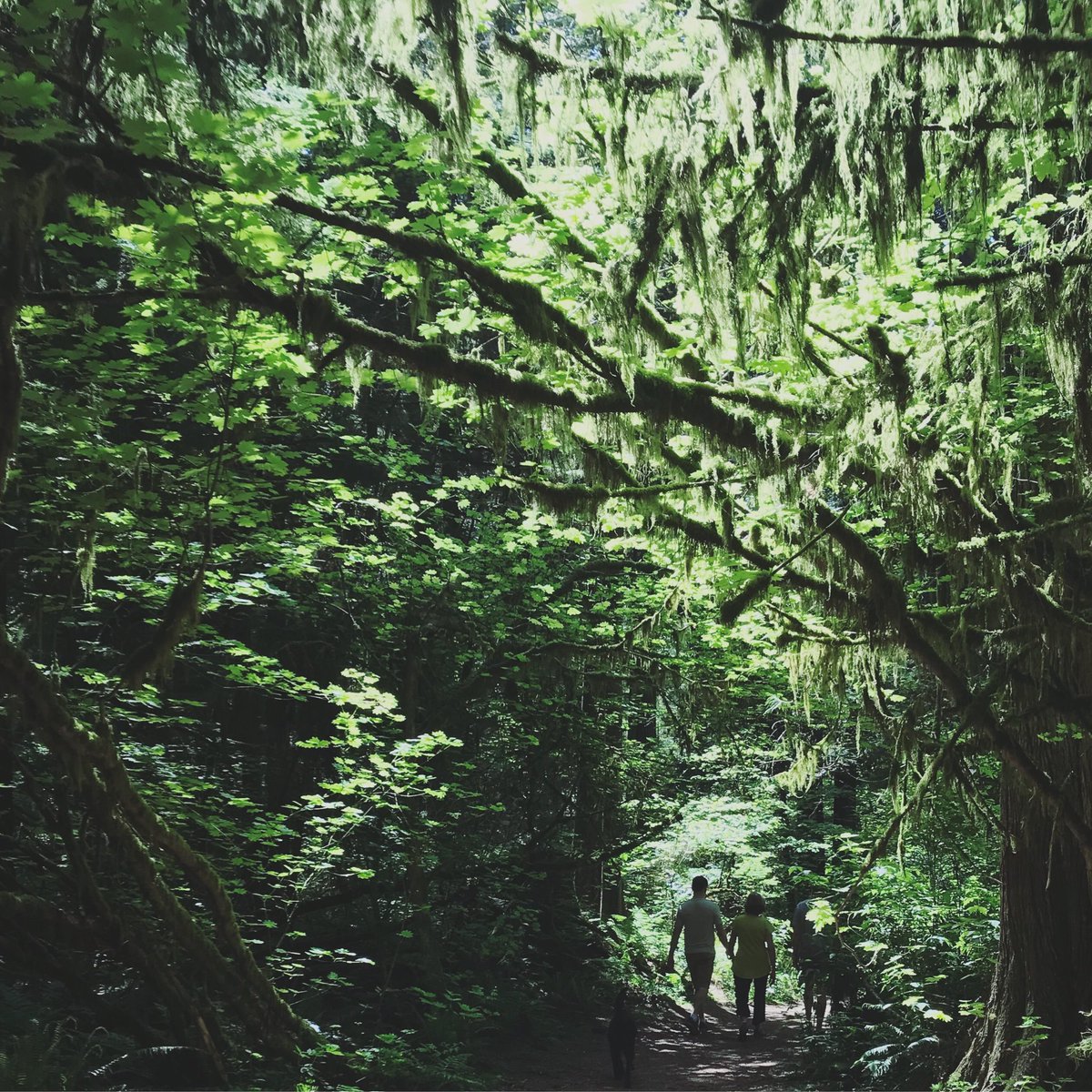 BoredNVancouver's tweet photo. New post... Forest bathing in Vancouver. Have you ever forest bathed? https://t.co/Wtq0y6nHy8 https://t.co/8DPoB4TtXm